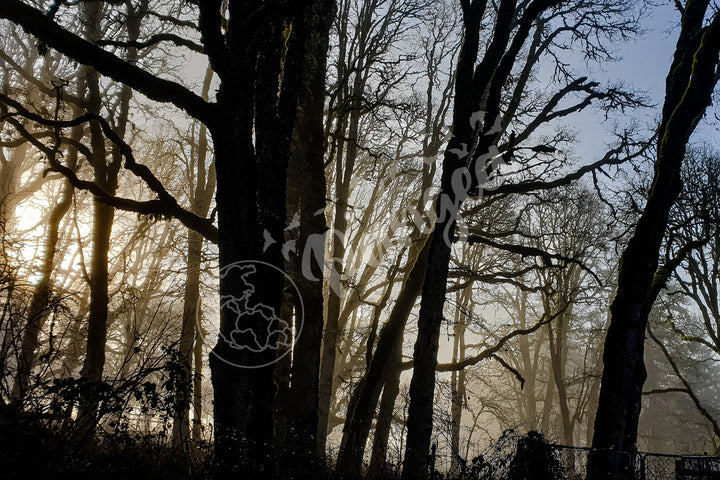 Wall Art: Winter Mist in the Forest