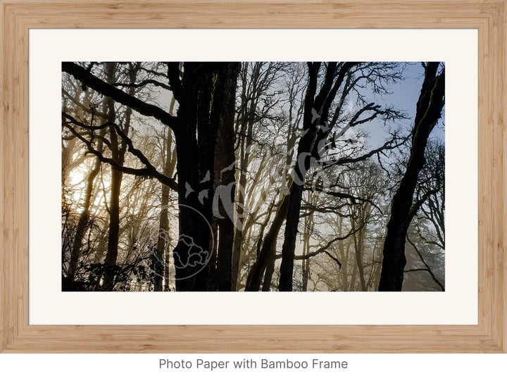 Wall Art: Winter Mist in the Forest