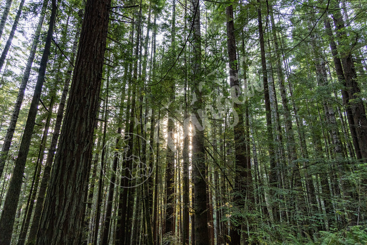 Wall Art: Sunlight in the Redwoods