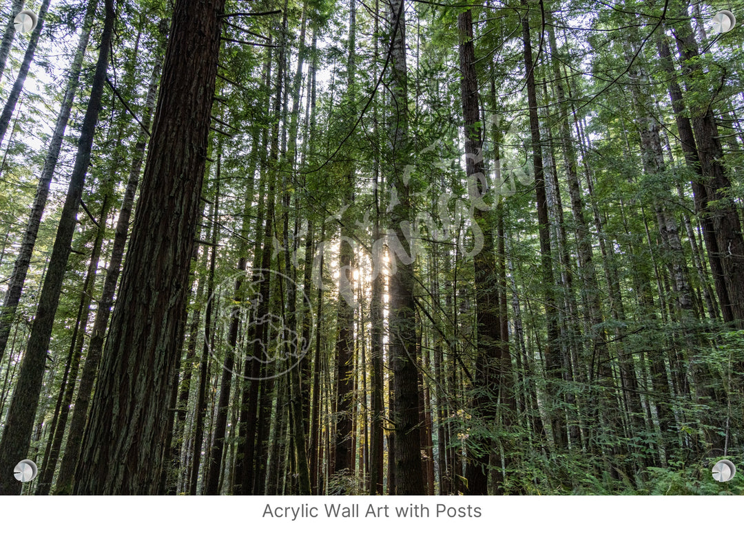 Wall Art: Sunlight in the Redwoods