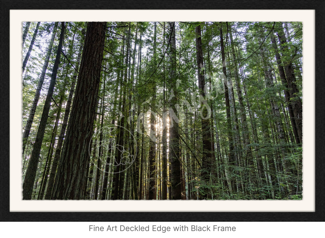 Wall Art: Sunlight in the Redwoods