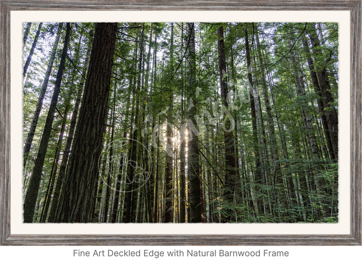 Wall Art: Sunlight in the Redwoods