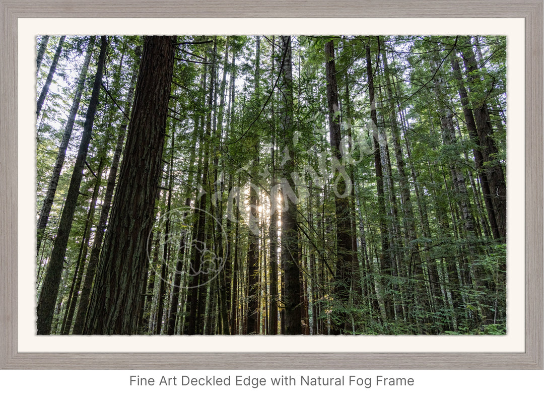 Wall Art: Sunlight in the Redwoods