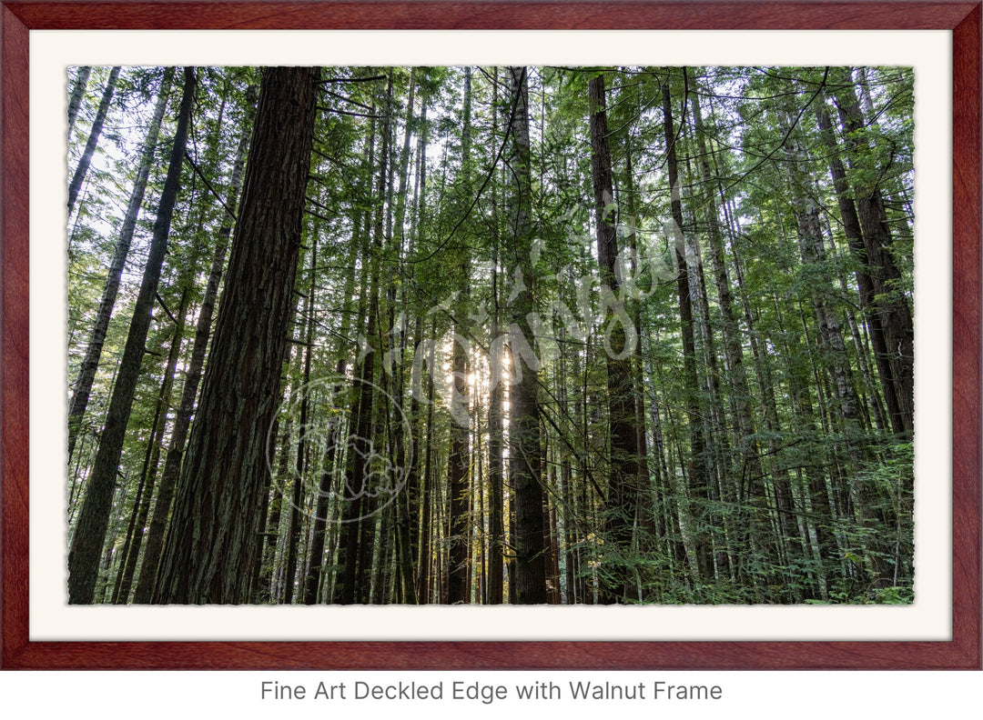 Wall Art: Sunlight in the Redwoods