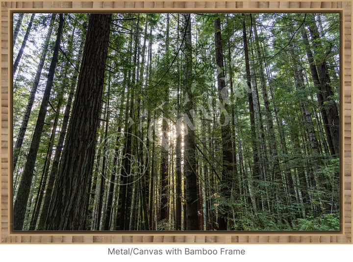 Wall Art: Sunlight in the Redwoods