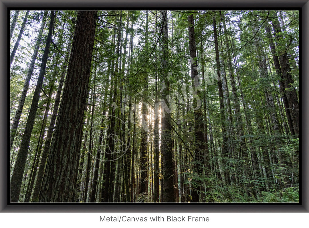 Wall Art: Sunlight in the Redwoods