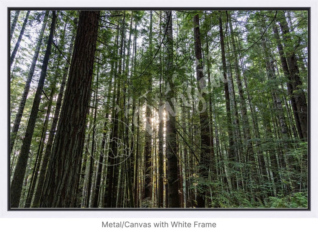 Wall Art: Sunlight in the Redwoods