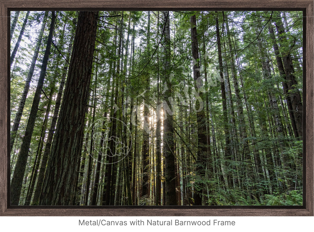 Wall Art: Sunlight in the Redwoods