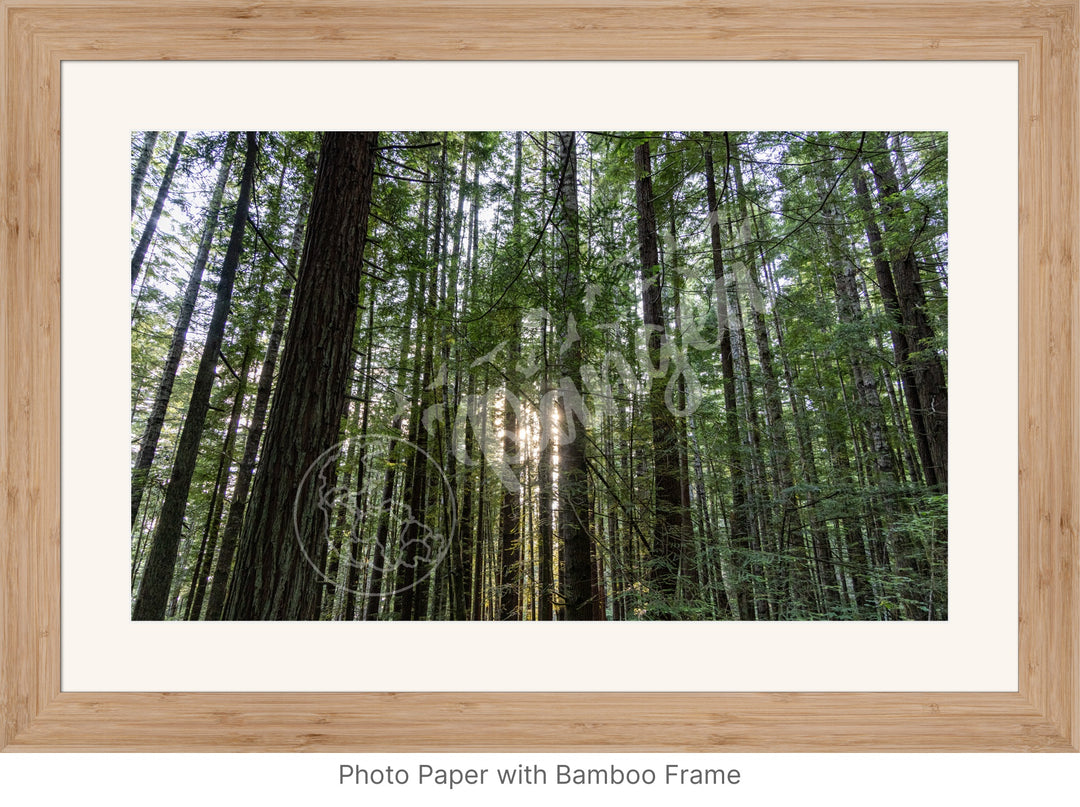 Wall Art: Sunlight in the Redwoods