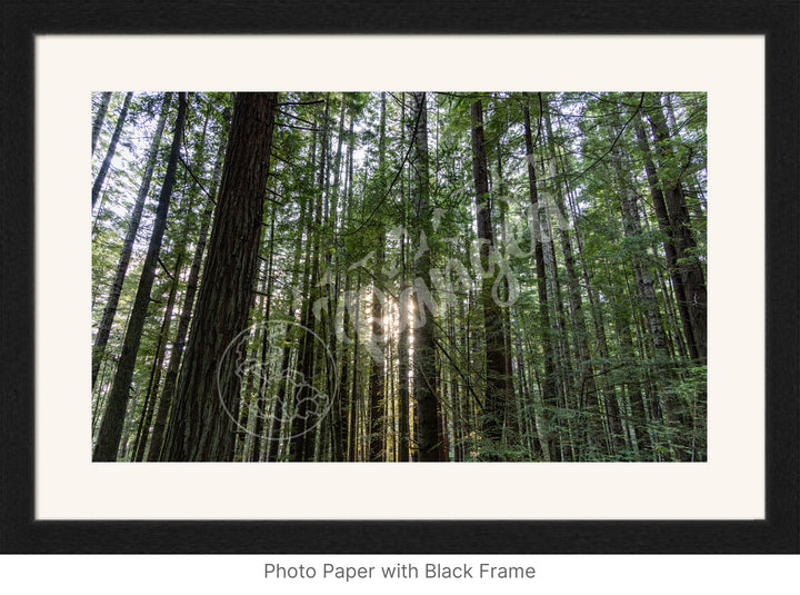 Wall Art: Sunlight in the Redwoods