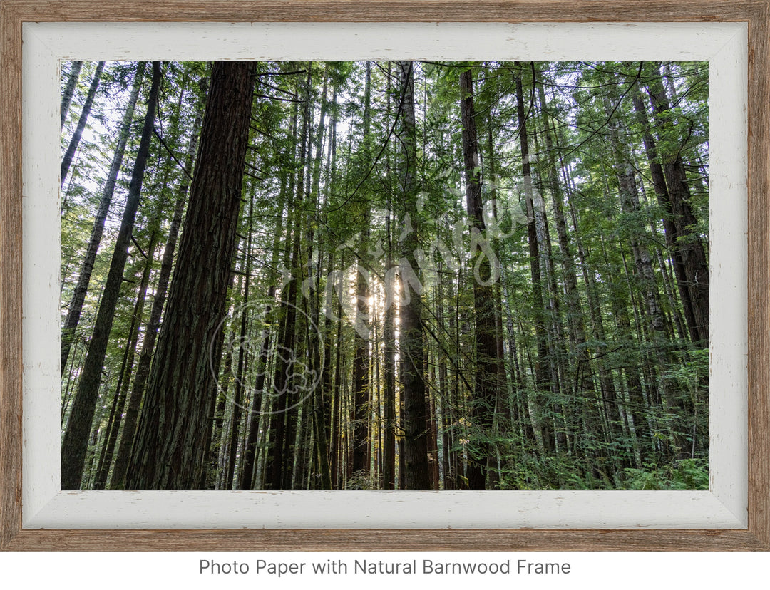 Wall Art: Sunlight in the Redwoods