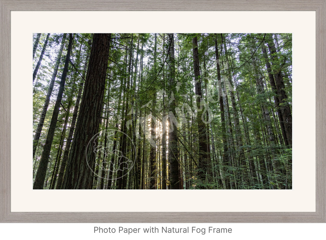 Wall Art: Sunlight in the Redwoods