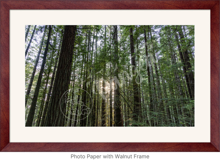 Wall Art: Sunlight in the Redwoods