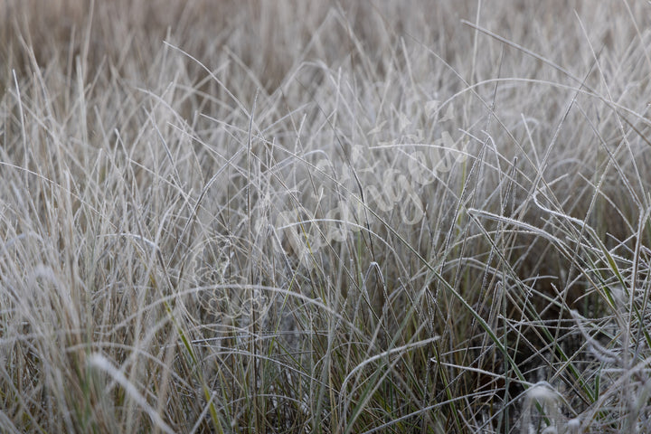 Wall Art: Frost in the Tall Grass