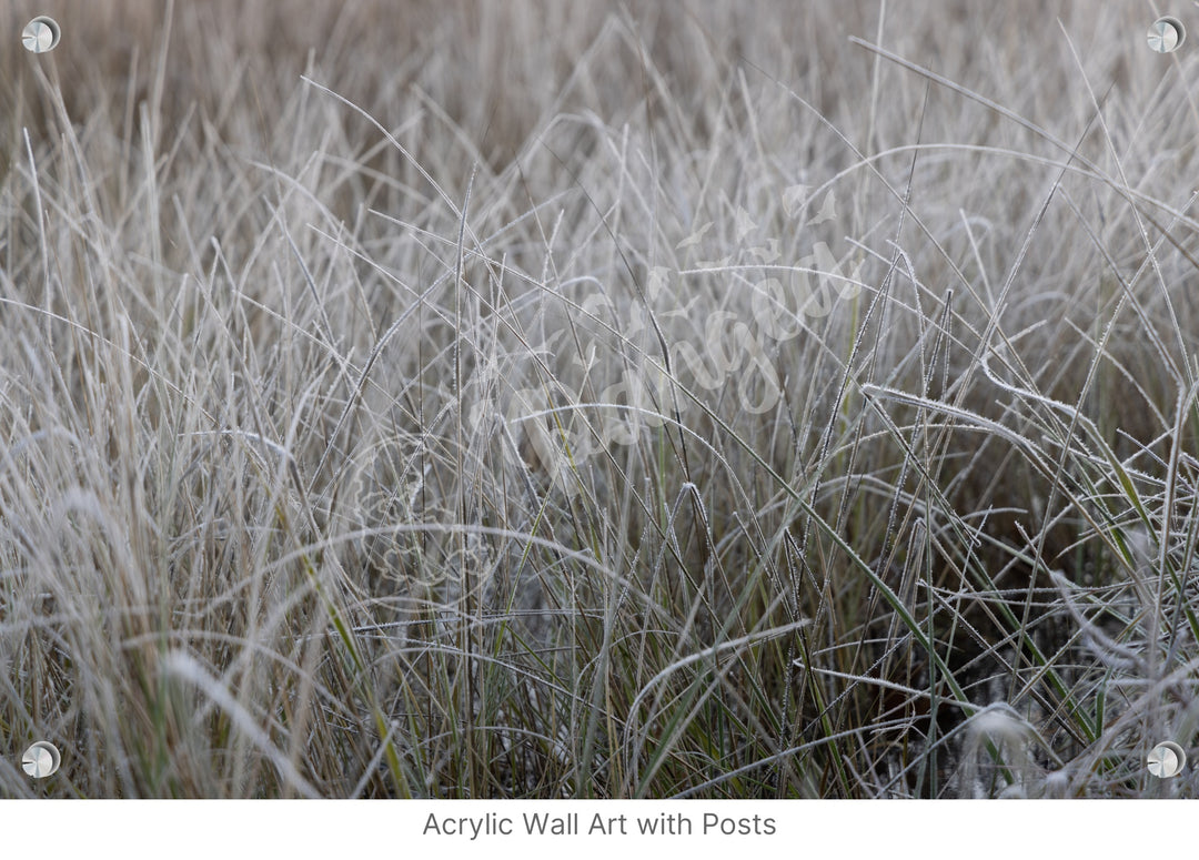 Wall Art: Frost in the Tall Grass