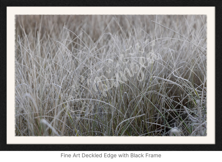 Wall Art: Frost in the Tall Grass