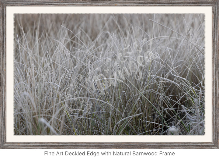 Wall Art: Frost in the Tall Grass