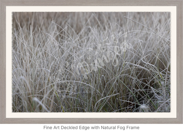 Wall Art: Frost in the Tall Grass