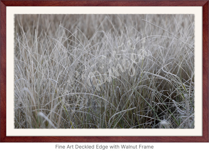 Wall Art: Frost in the Tall Grass