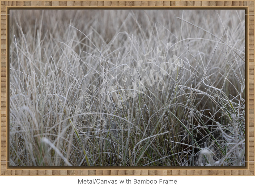 Wall Art: Frost in the Tall Grass