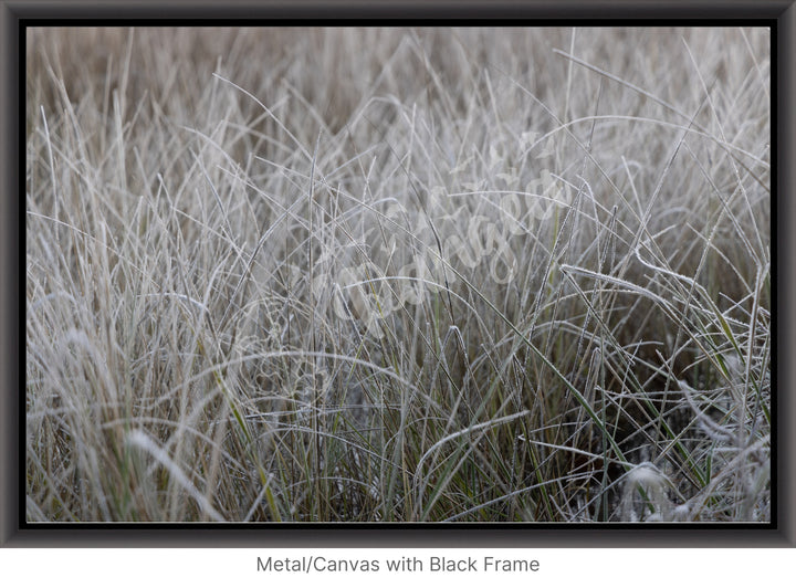 Wall Art: Frost in the Tall Grass