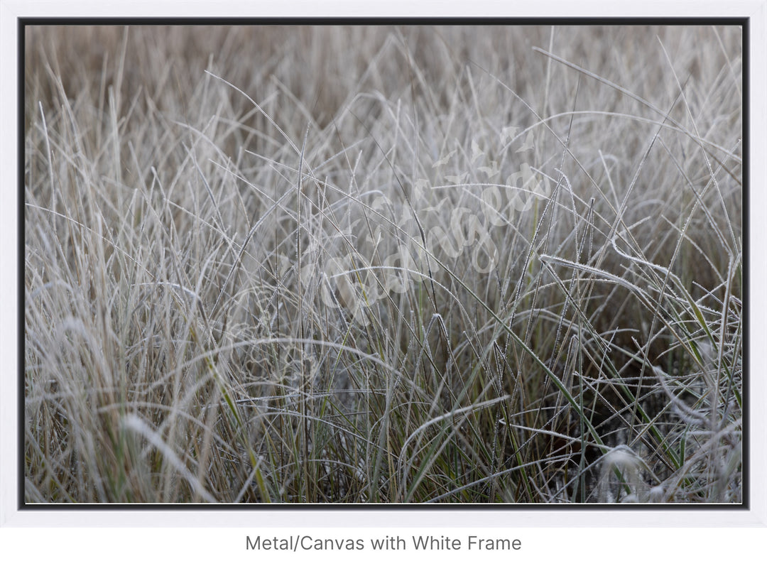 Wall Art: Frost in the Tall Grass