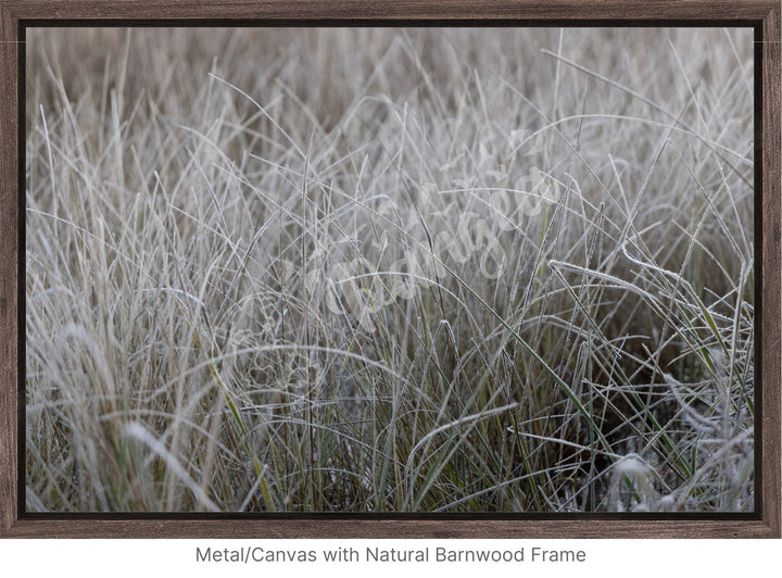 Wall Art: Frost in the Tall Grass