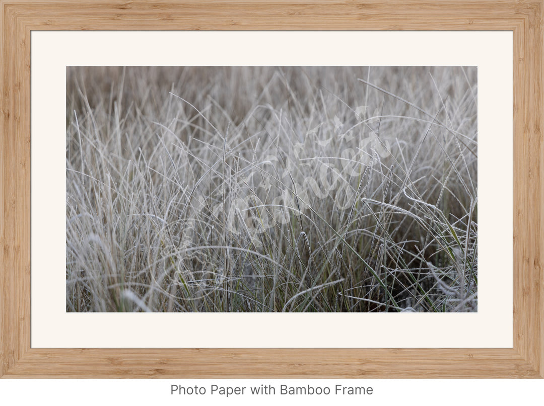 Wall Art: Frost in the Tall Grass