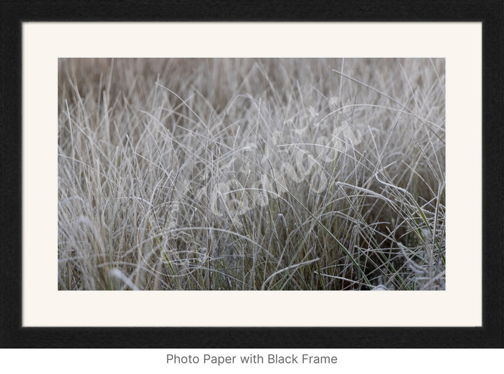 Wall Art: Frost in the Tall Grass