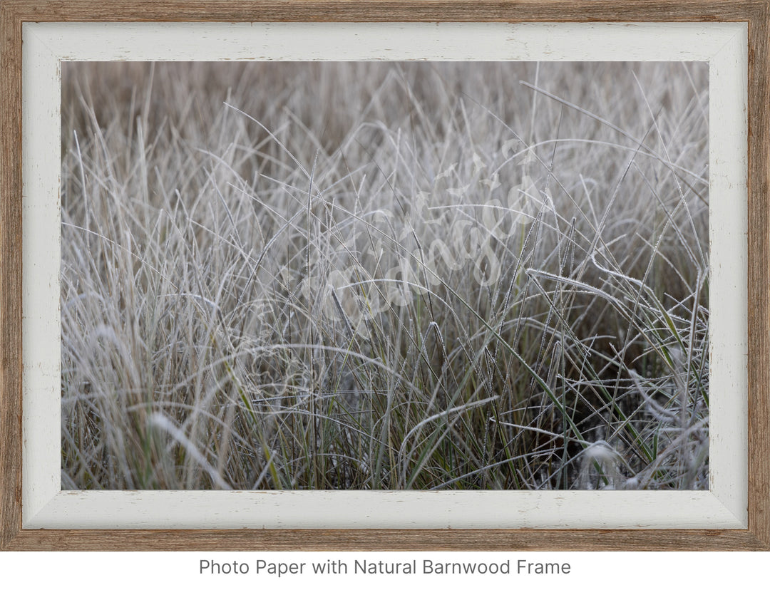 Wall Art: Frost in the Tall Grass