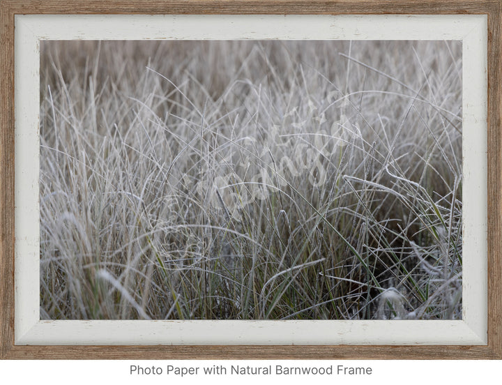 Wall Art: Frost in the Tall Grass