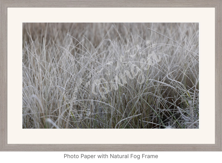 Wall Art: Frost in the Tall Grass