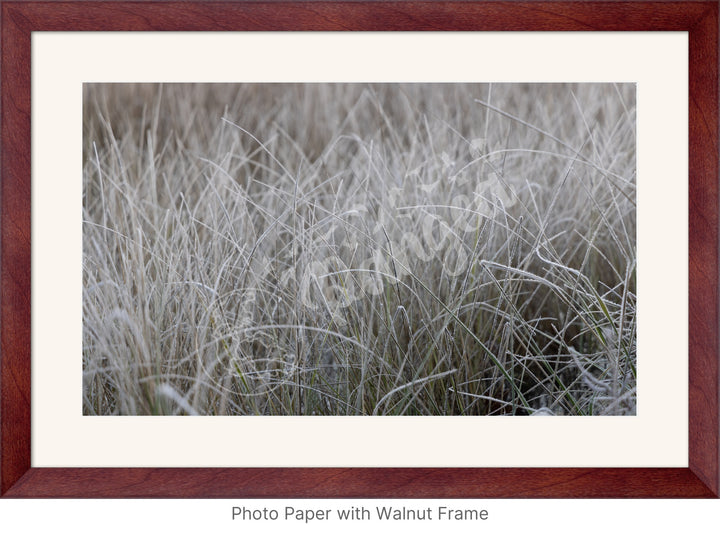 Wall Art: Frost in the Tall Grass