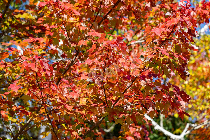 Wall Art: Autumn Red Maple