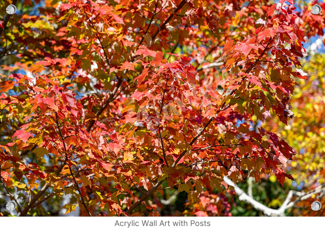 Wall Art: Autumn Red Maple