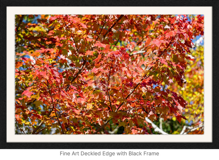 Wall Art: Autumn Red Maple