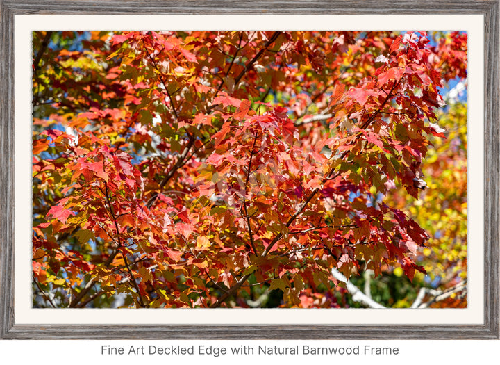 Wall Art: Autumn Red Maple