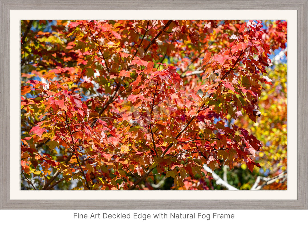 Wall Art: Autumn Red Maple