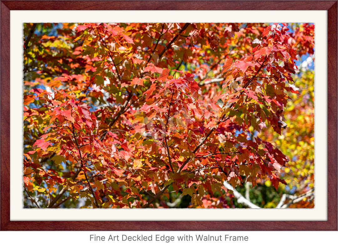 Wall Art: Autumn Red Maple