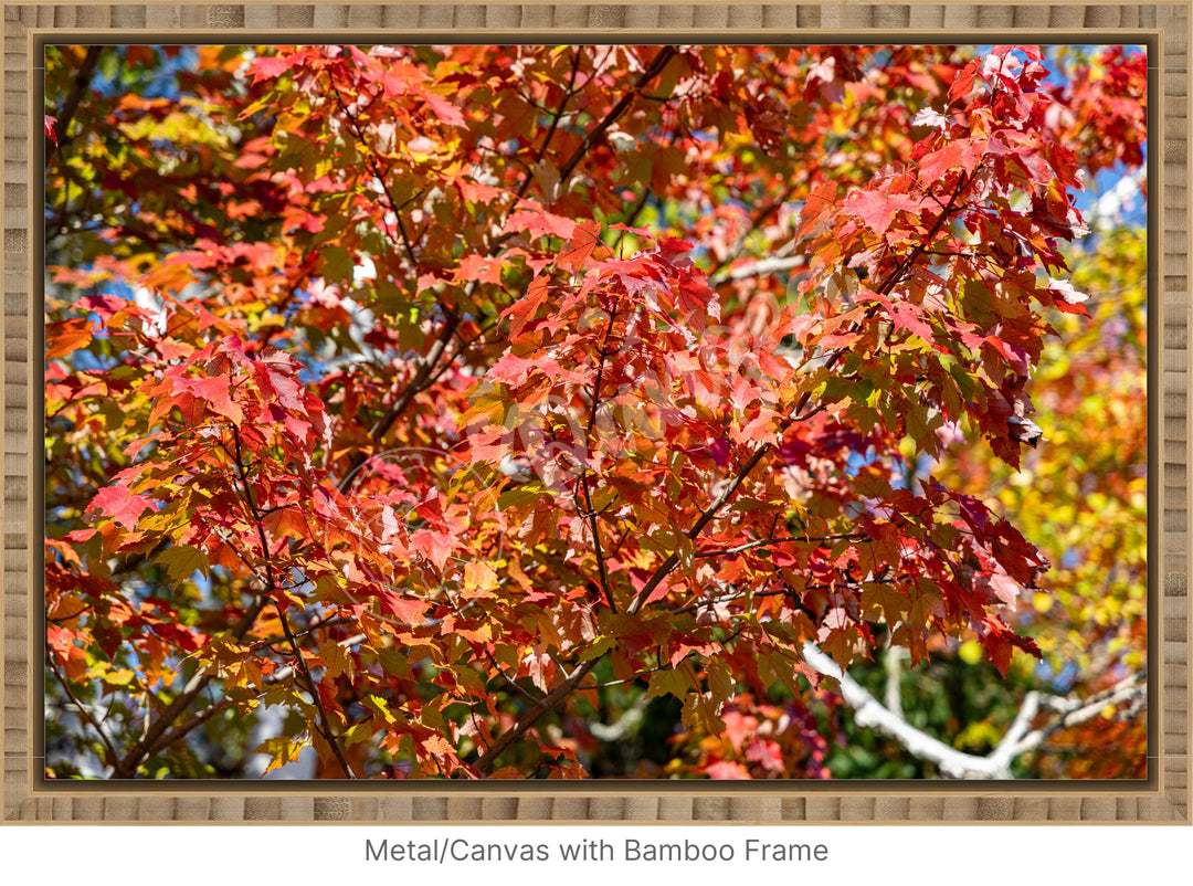 Wall Art: Autumn Red Maple