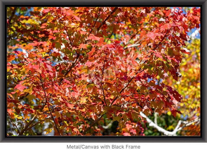 Wall Art: Autumn Red Maple