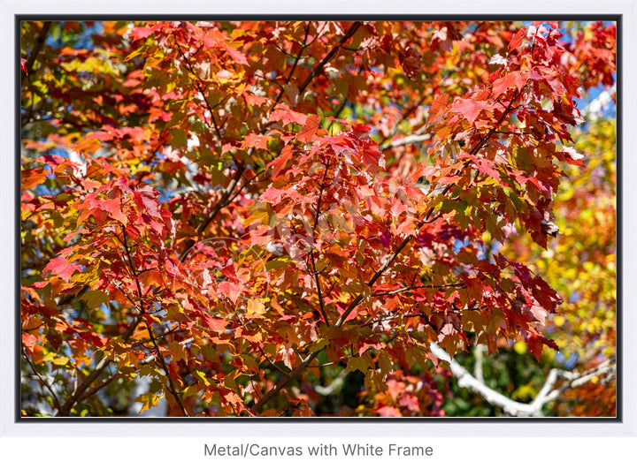 Wall Art: Autumn Red Maple