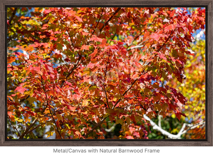 Wall Art: Autumn Red Maple