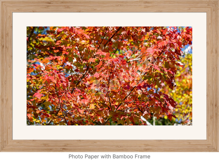 Wall Art: Autumn Red Maple