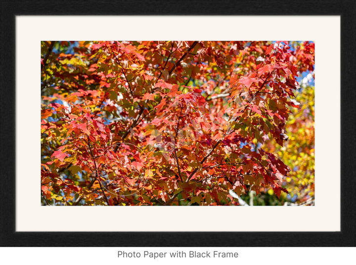 Wall Art: Autumn Red Maple