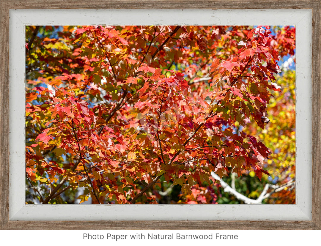 Wall Art: Autumn Red Maple