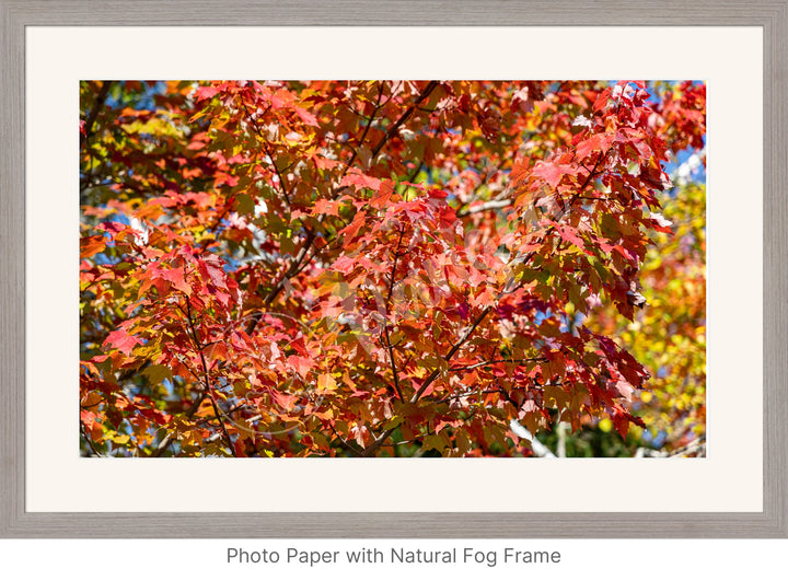 Wall Art: Autumn Red Maple