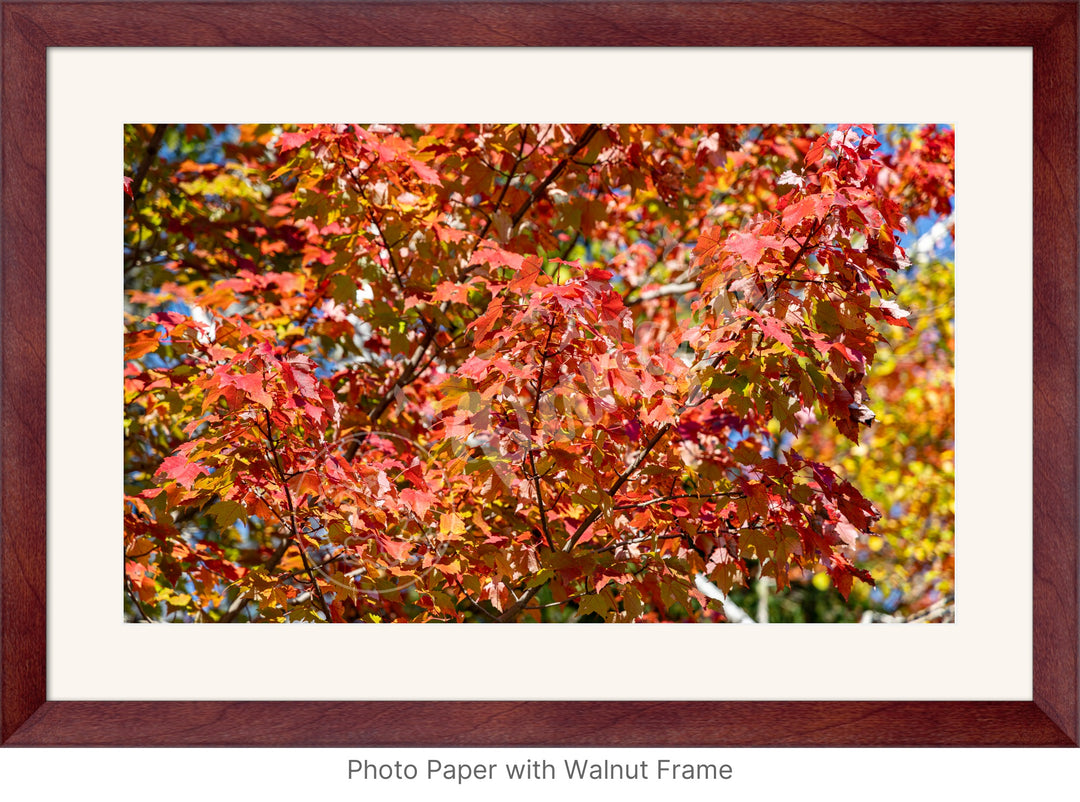 Wall Art: Autumn Red Maple