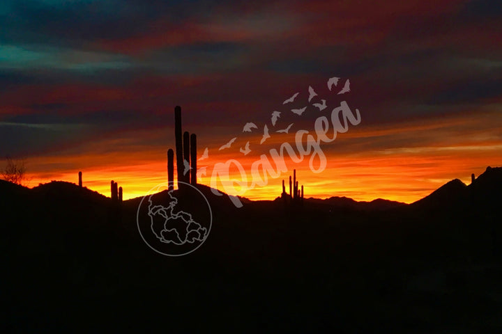 Wall Art: Sonoran Desert Sunrise