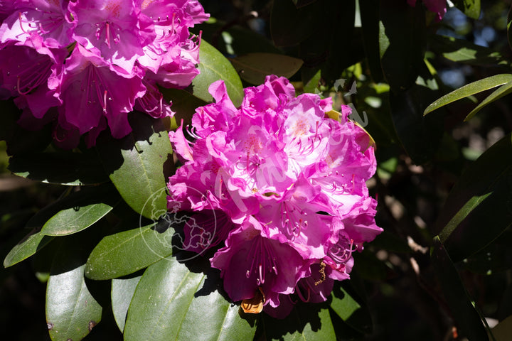 Wall Art: Pink Rhody Bloom